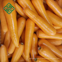 экспорт моркови из Китая фермы естественный свежий морковный